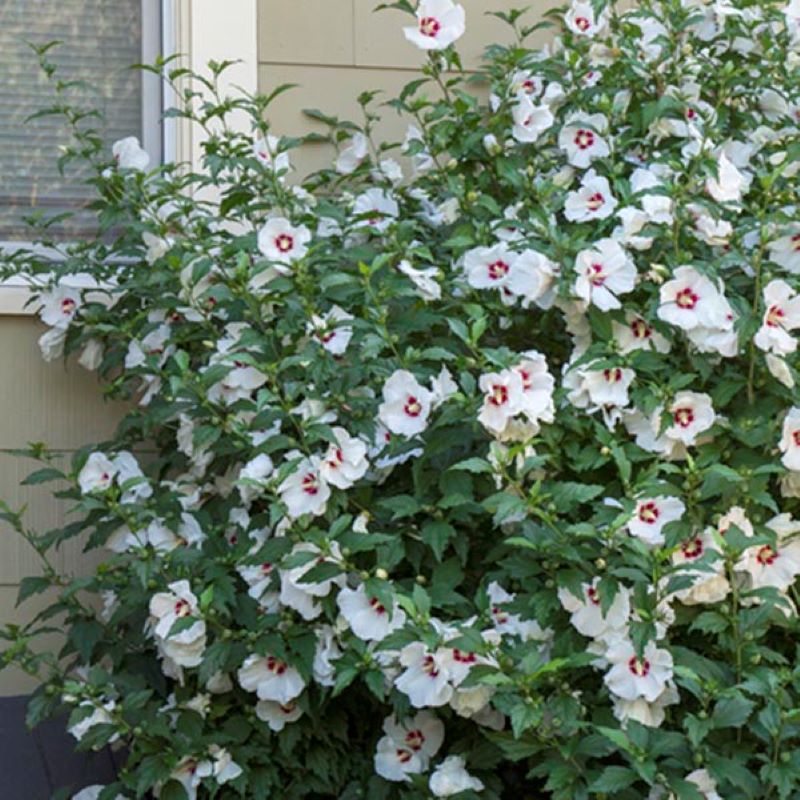 ROSE OF SHARON RED HEART