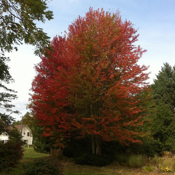 MAPLE RED