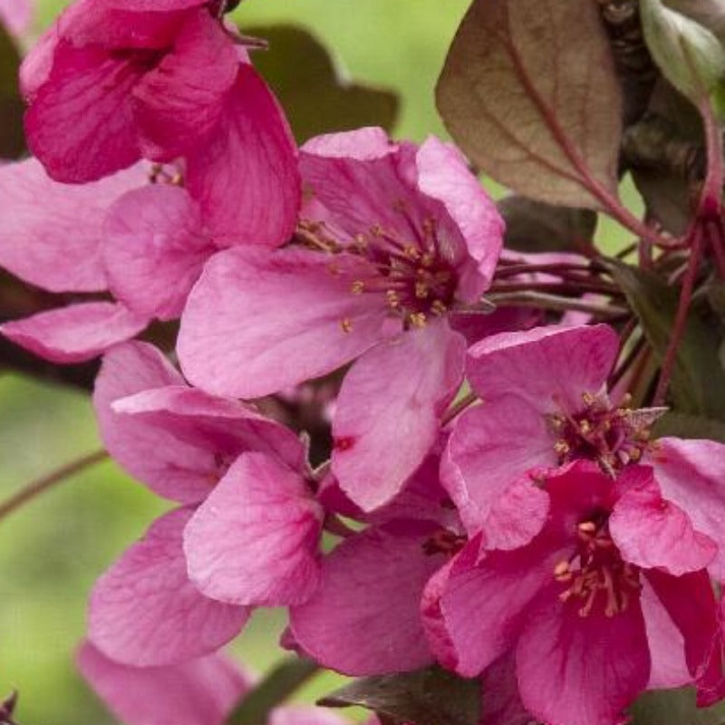 CRABAPPLE ROYAL RAINDROP