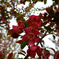 CRABAPPLE ROBINSON