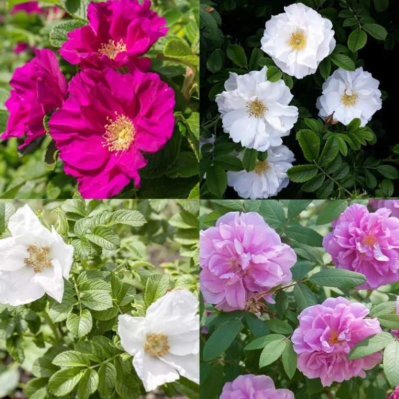 Yellow Rosa Rugosa Types RUGOSA ROSE – Knippel Garden Centre