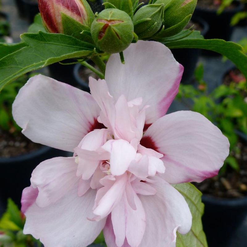 ROSE OF SHARON ANAEMONAEFLORUS