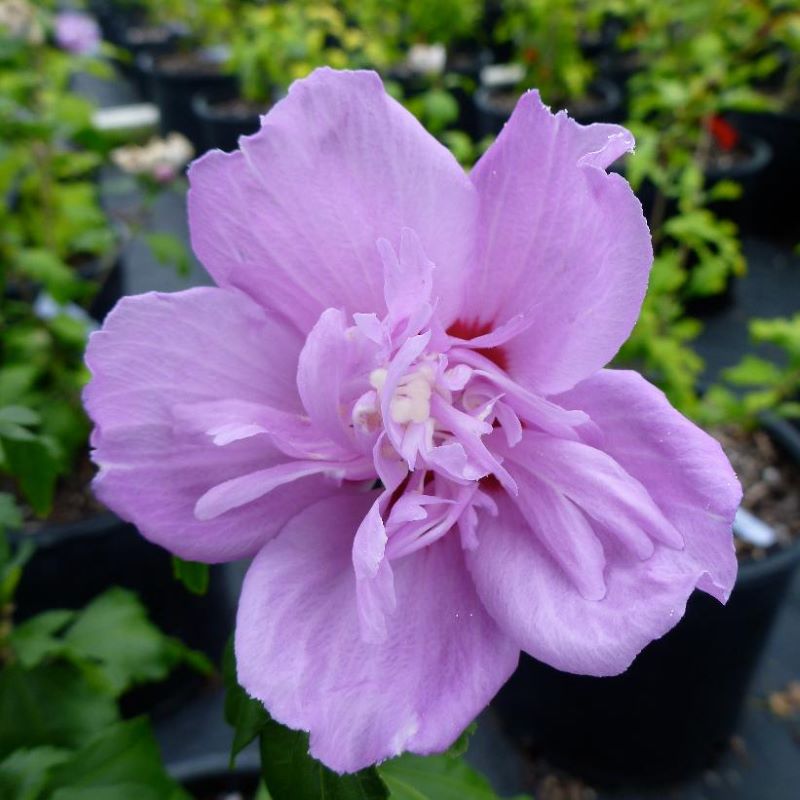ROSE OF SHARON ARDENS