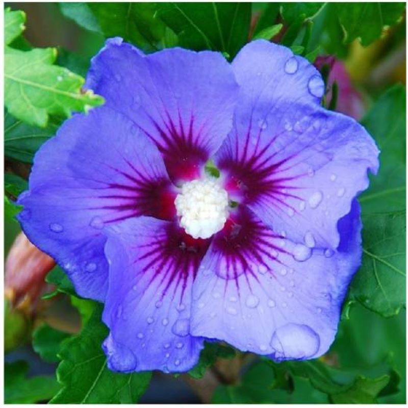ROSE OF SHARON BLUE BIRD