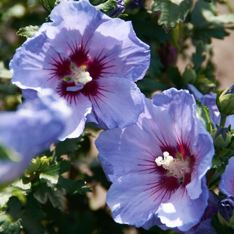 ROSE OF SHARON COELESTIS
