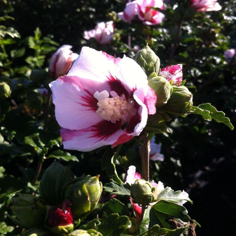 ROSE OF SHARON HAMABO