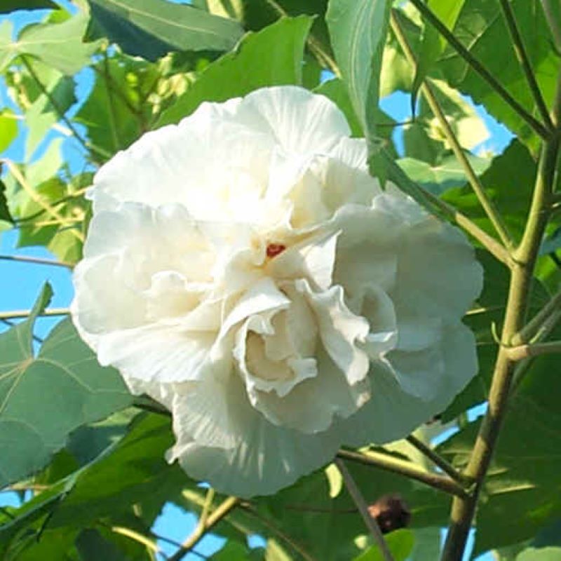 ROSE OF SHARON JEANNE D'ARC