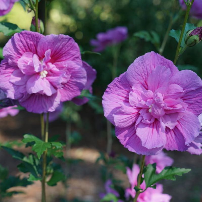 ROSE OF SHARON DARK LAVENDER CHIFFON