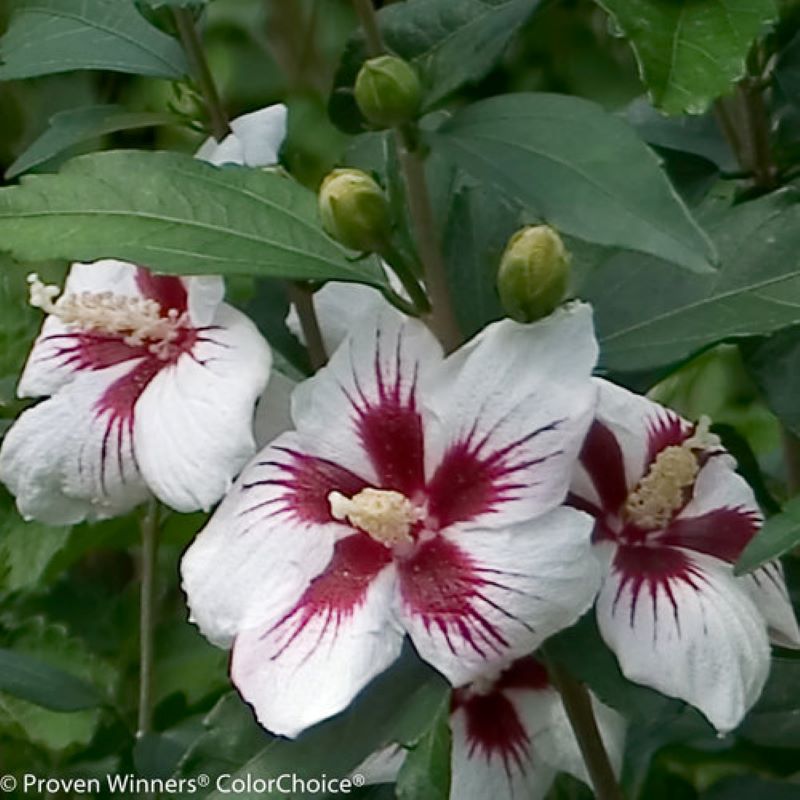ROSE OF SHARON LIL KIM PW