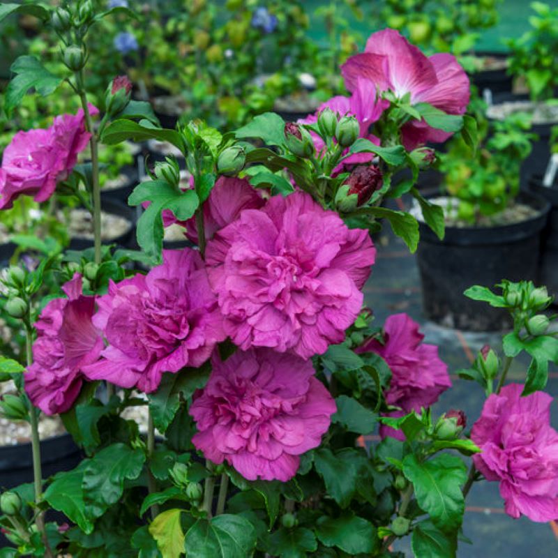 ROSE OF SHARON MAGENTA CHIFFON PW