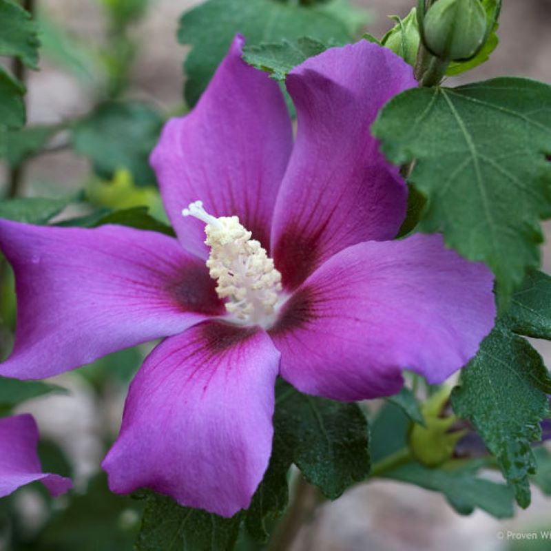 ROSE OF SHARON PURPLE SATIN