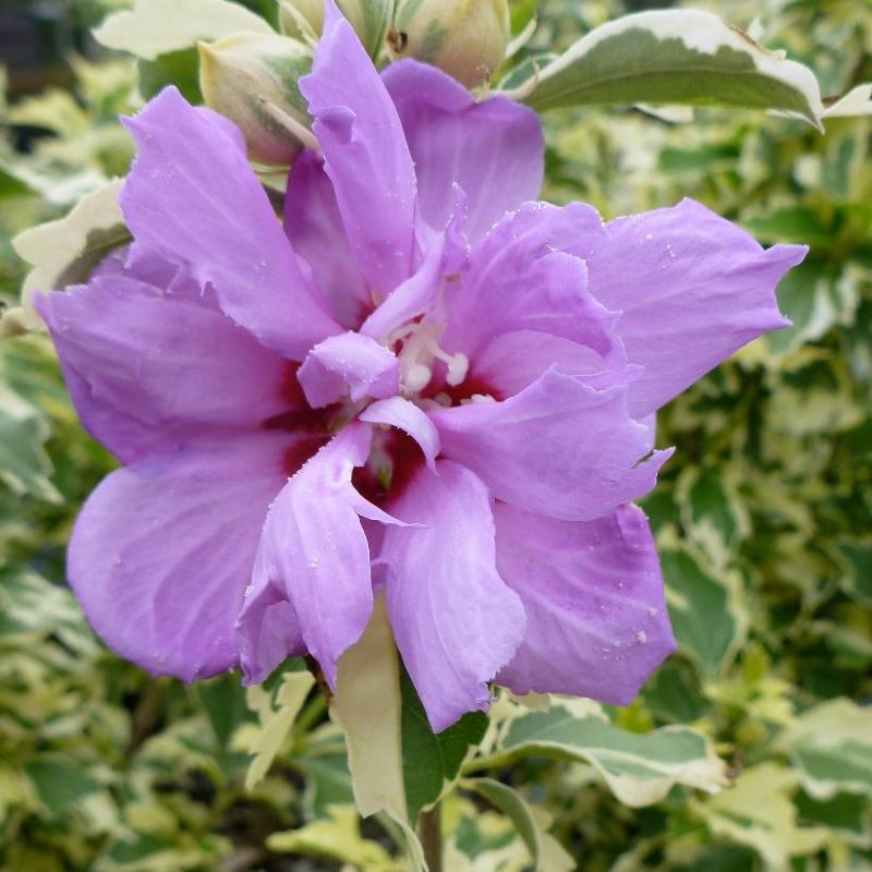 ROSE OF SHARON SHOWTIME