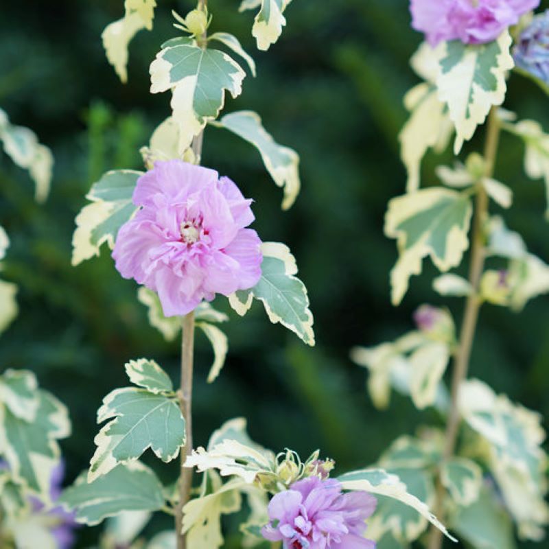 ROSE OF SHARON VARIEGATED