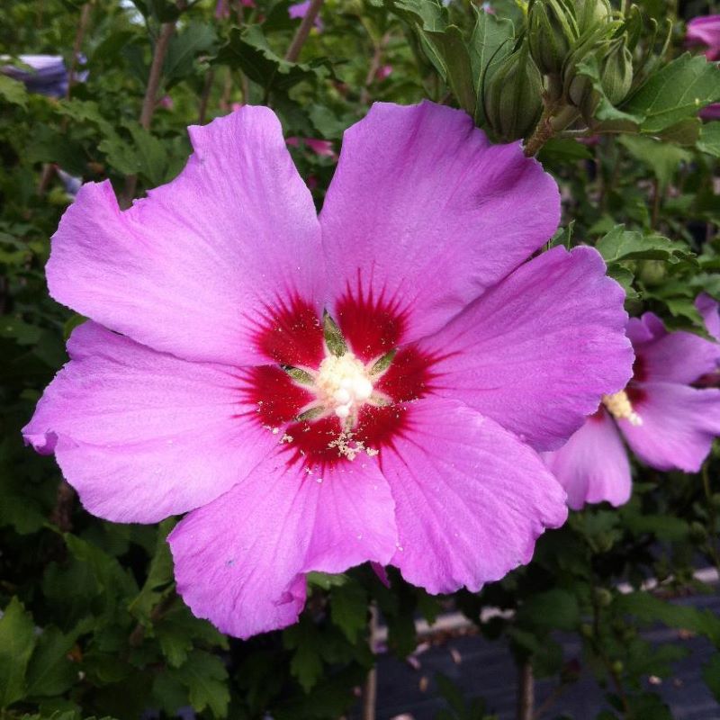 ROSE OF SHARON SATIN VIOLET