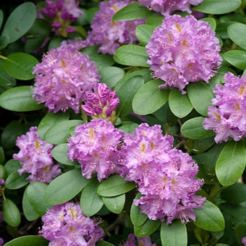 RHODODENDRON ROSEUM ELEGANS