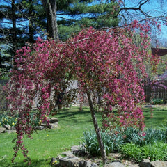 CRABAPPLE ROYAL BEAUTY