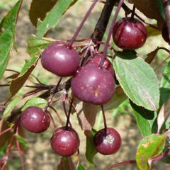 CRABAPPLE ROYAL BEAUTY