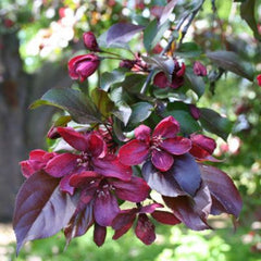 CRABAPPLE ROYALTY