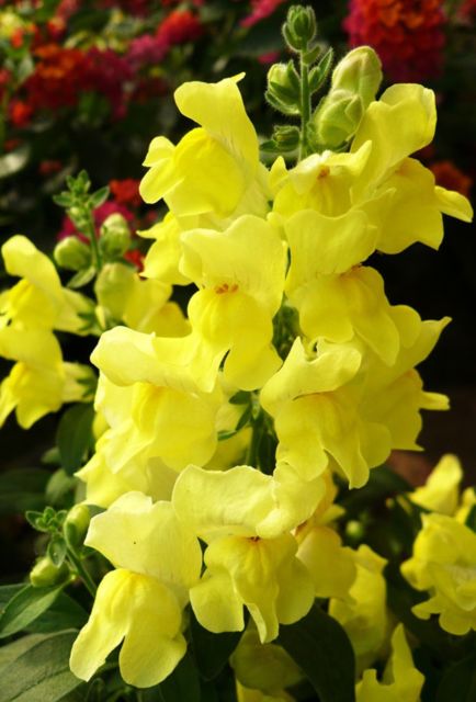 Snapdragon - Yellow