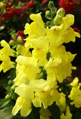 Snapdragon - Yellow