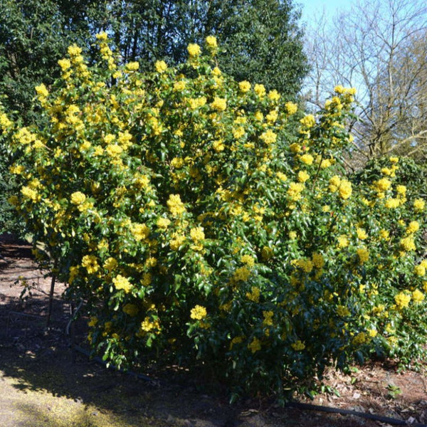 MAHONIA