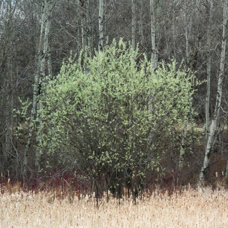 WILLOW PUSSY