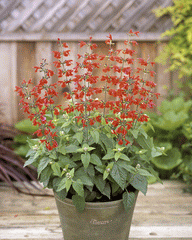 Salvia - Summer Jewel Red