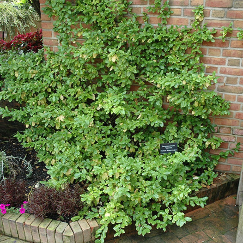 EUONYMUS SARCOXIE