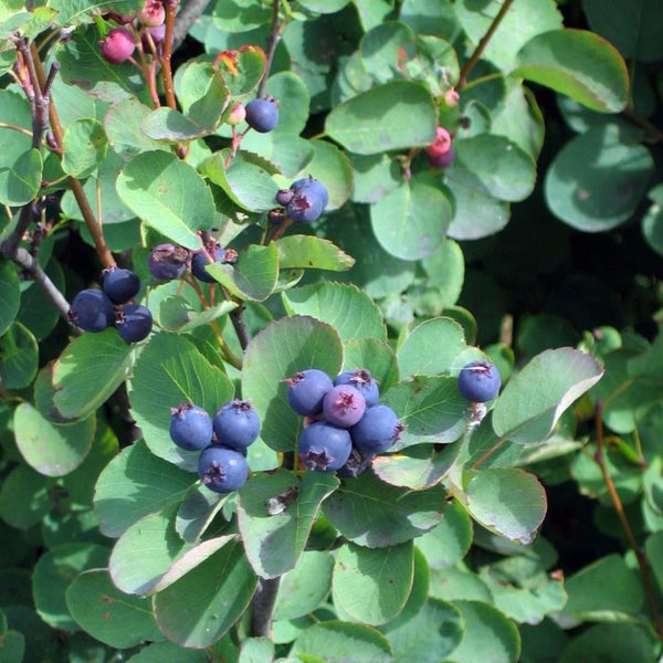 SASKATOON BERRY