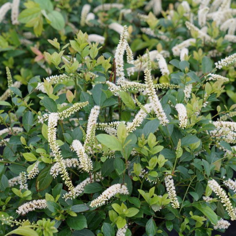 VIRGIANA SWEETSPIRE SCENTLANDIa