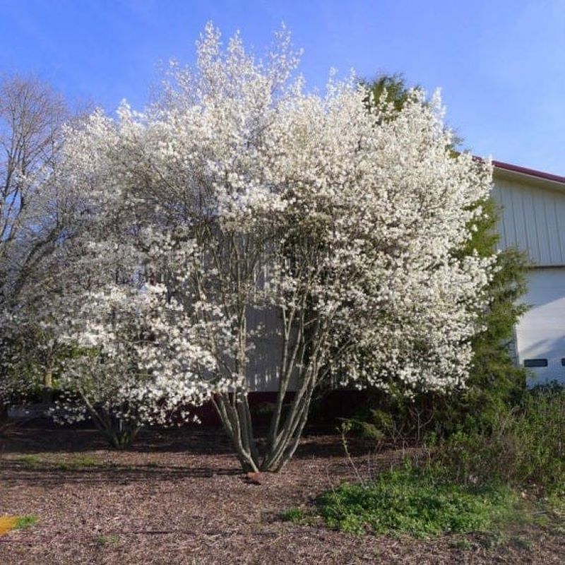 Serviceberry Examples SERVICEBERRY ALLEGHENY – Knippel Garden Centre