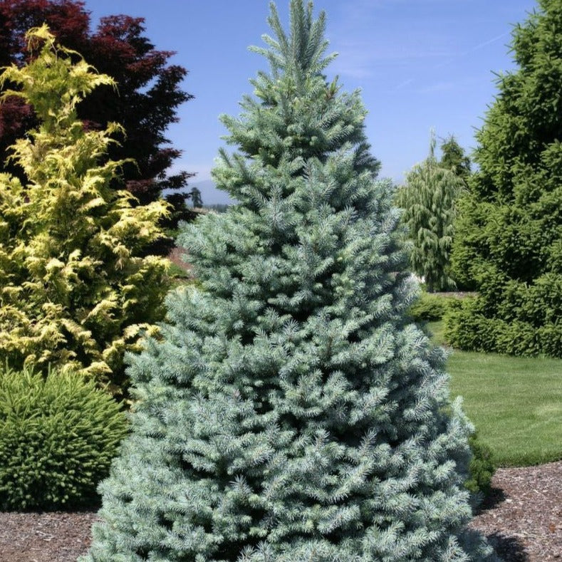 SPRUCE SESTER DWARF