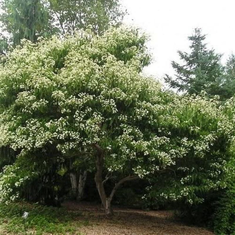 SEVEN-SON FLOWER