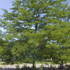 HONEY LOCUST SHADEMASTER