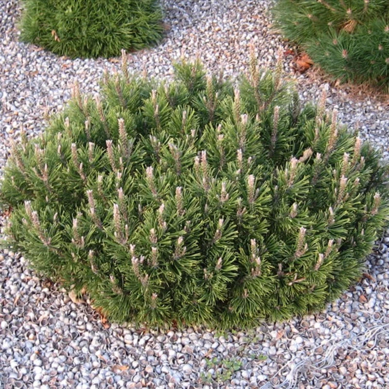 PINE SLOWMOUND