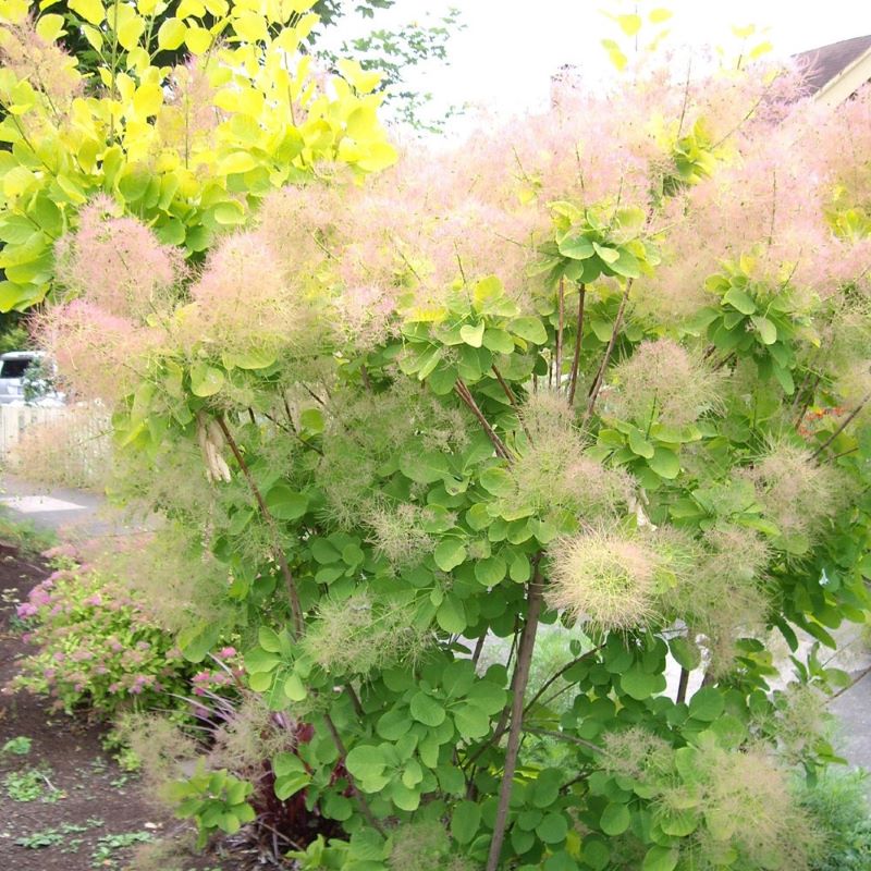 SMOKEBUSH GOLDEN SPIRIT