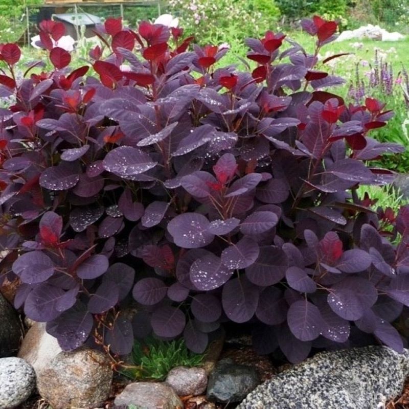 SMOKEBUSH LILLA