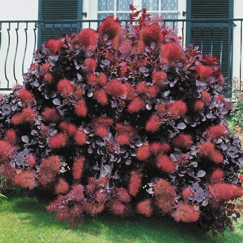 SMOKEBUSH ROYAL PURPLE