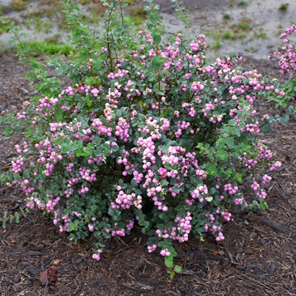 SNOWBERRY PROUD BERRY