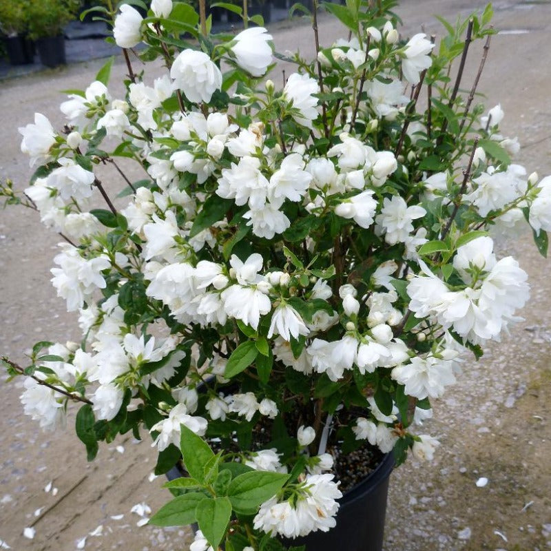 MOCK ORANGE SNOW DWARF Knippel Garden Centre