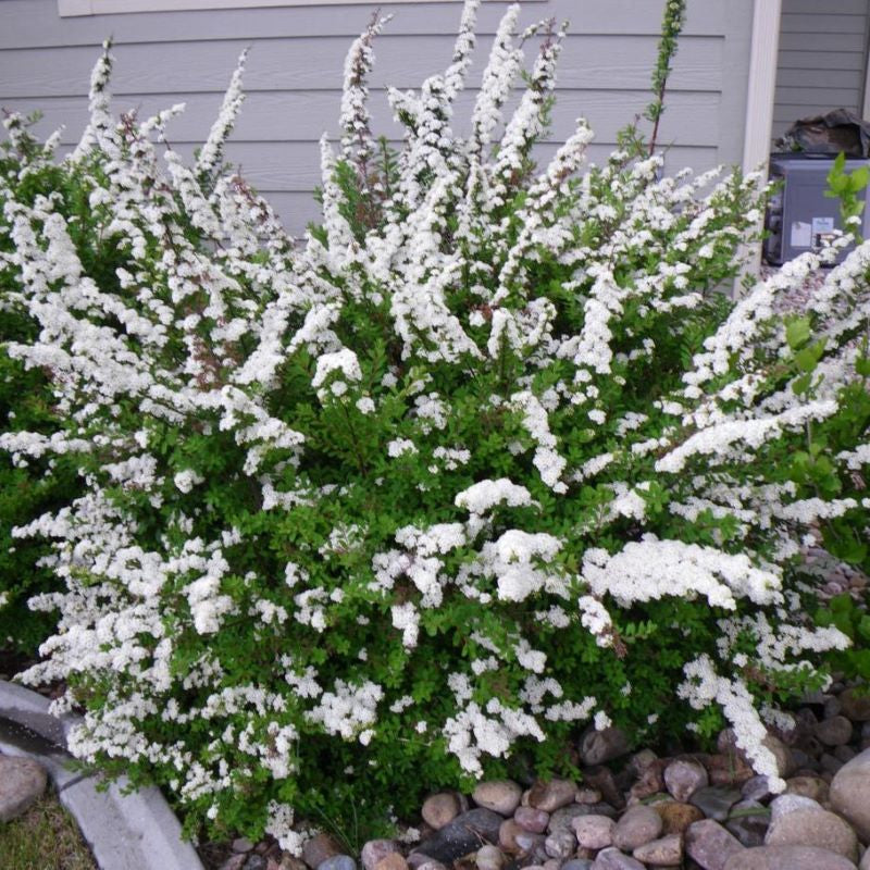 SPIREA SNOWMOUND