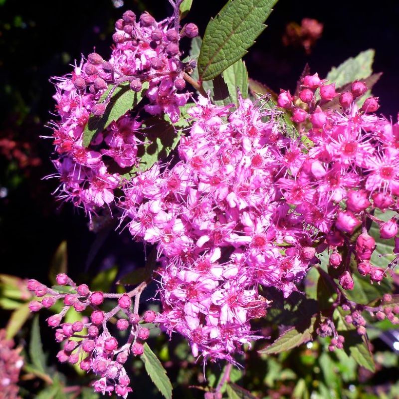 SPIREA COCCINEA