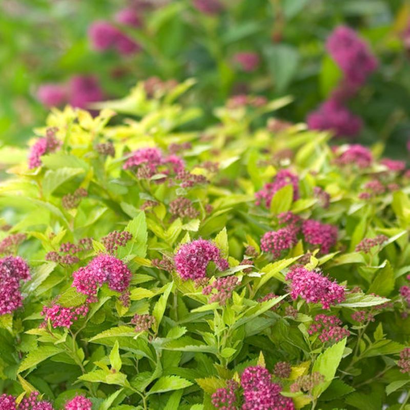 SPIREA DOUBLE PLAY GOLD