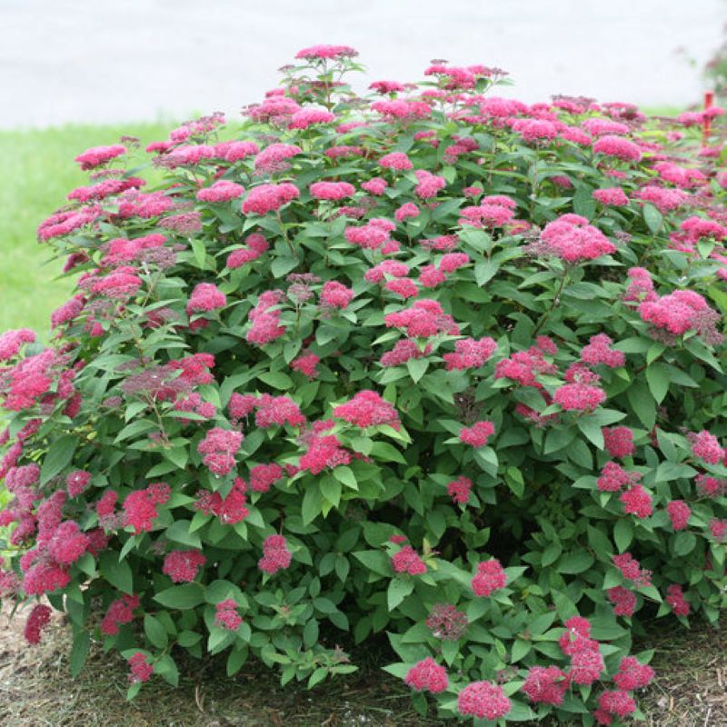 SPIREA DOUBLE PLAY RED