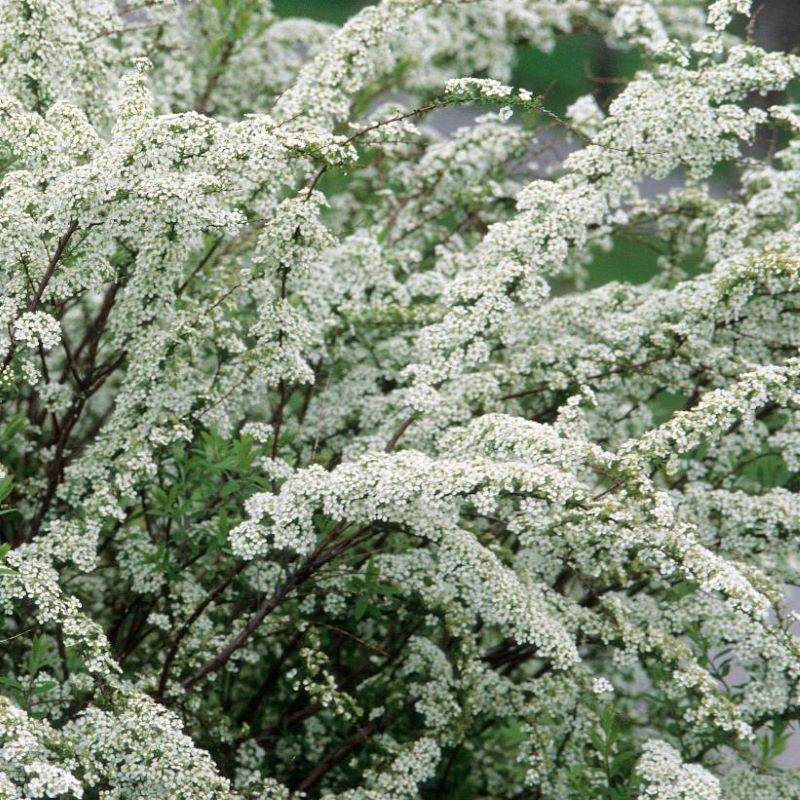SPIREA GRACIOSA