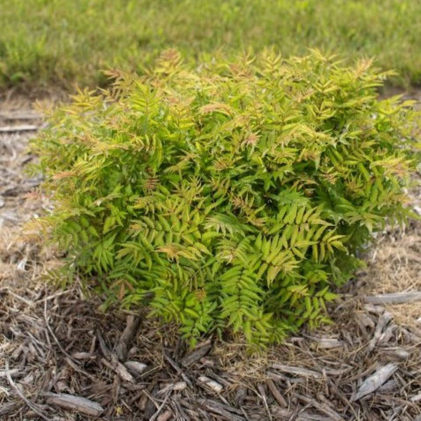 FALSE SPIREA MATCHA BALL