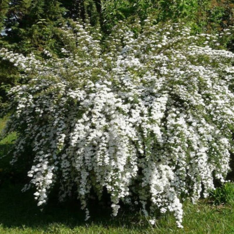 SPIREA VANHOUTTEI RENAISSANCE