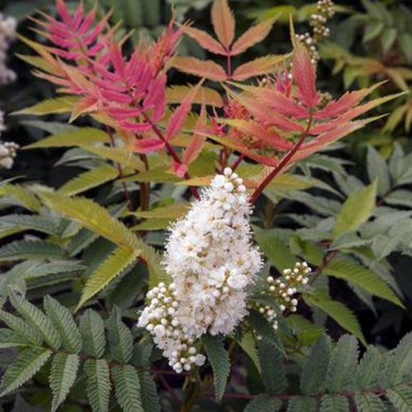 FALSE SPIREA SEMI