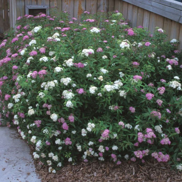 SPIREA SHIROBANA