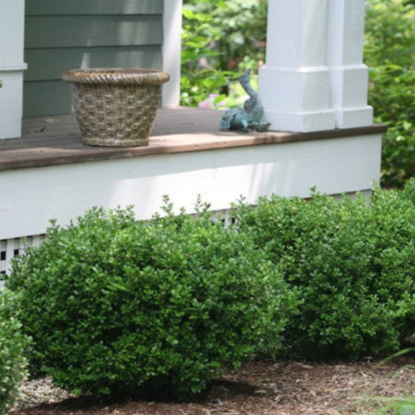 BOXWOOD SPRINTER